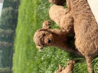 POODLE BEBEKLERİM