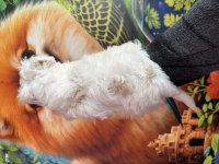 Tüy dökmeyen hipoalerjenik maltipoo