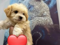 Maltipoo yavrum 55 günlük