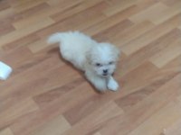 Yeni yavru köpekler sahiplerini bekliyorlar