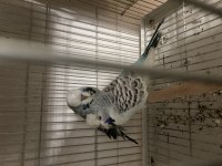 Uyguna Show teksas muhabbet kuşu