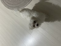 Orijinal maltese