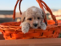 Erkek 0 numara maltipoo yavrumuz