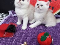 Safkan Silver Shaded 2 ve 3 aylık kediler Catteryden