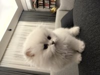 2 Aylık Acil Scottish Fold