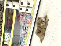 Bebek cin aslanı