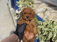 Kore poodle yavrularımız