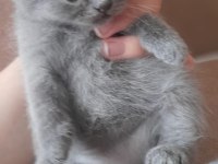 Anne Persian baba chinchilla