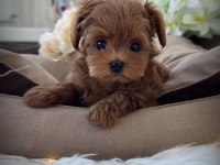 Kore maltipoo yavruları
