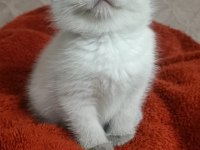 Scottish fold blue point prensesler