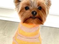 Teacup erkek yorkshire terrier