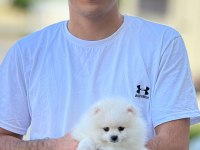 Mersininin seçkin yavru pomeranian köpekleri