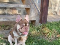 Yetişkin Kaliteli French Bulldog Eğitimli