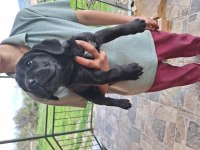 Orjinal uygun cane corso