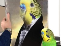 Yeni sahibini bekleyen yavrular rainbov jumbo karışık