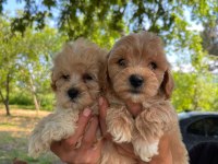Küçük Maltipoo Miniklerim