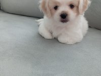 Kar Topu Yavru Köpekler Teslime Hazır