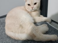 Susam tanesi scottish fold erkek