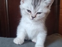 3 Aylık British Shorthair Yavrularımız Yuvasını Arıyor