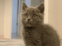 BRİTİSH SHORTHAİR KEDİ YAVRUSU