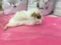 Guineapig bebekler GELMİŞTİR