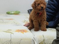 Toy poodle bebeklerimiz
