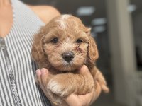 Yakışıklı Maltipoo Miniş