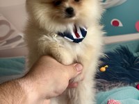 Orjinal ırk garantili pomeranian boo Antalya