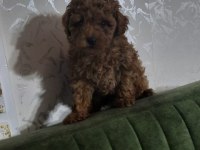 Bu poodle güzellik kaçmaz