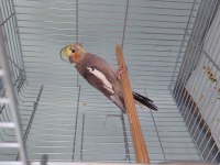 Sağlıklı erkek sultan papağanı