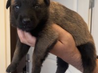 Safkan Irk Garantili Malinois Köpekler
