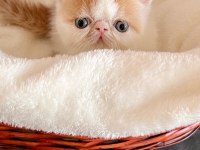Şampiyon Snoopy Babanın Snoopy Exotic Shorthair Kızı