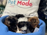 Petmode köpek çiftliğinde ziyarete açık morkie
