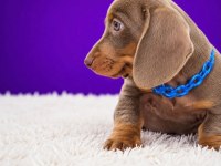 Özel Üretim Miniature Dachshund Yavrular