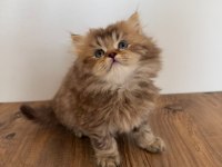 British Longhair Ve Shorthair Erkekler