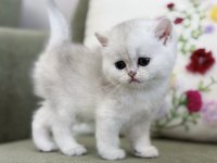 Mükemmel kalite silver Ns11 british shorthair kedisi