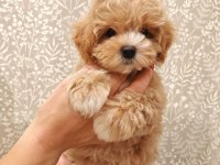 Kore Maltipoo