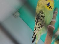 Jumbo muhabbet kuşu yavru