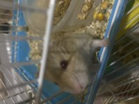 Ücretsiz hamster