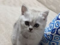 Silver British Shorthair Bebekler Teslime Hazır