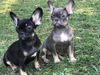 French bulldog prensesler