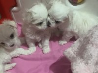 50 günlük KİF A Seçere Maltese Bebekler