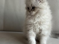 BLUE POİNT YAVRU KEDİLER YUVASINI ARIYOR