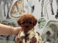 Toy poodle köpeği