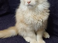 Şampiyonların torunu anne baba şecereli maine coon