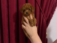 Toy poodle köpeği 2 aylık