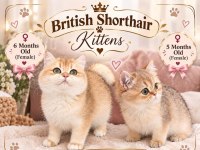 Çok güzel golden british shorthair iki kızımız