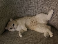 British shorthair golden