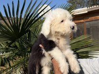 NADİR IRK - BOBTAİL - OLD ENGLİSH SHEEP DOG