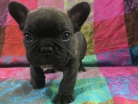 Orjinal a kalite french bulldog